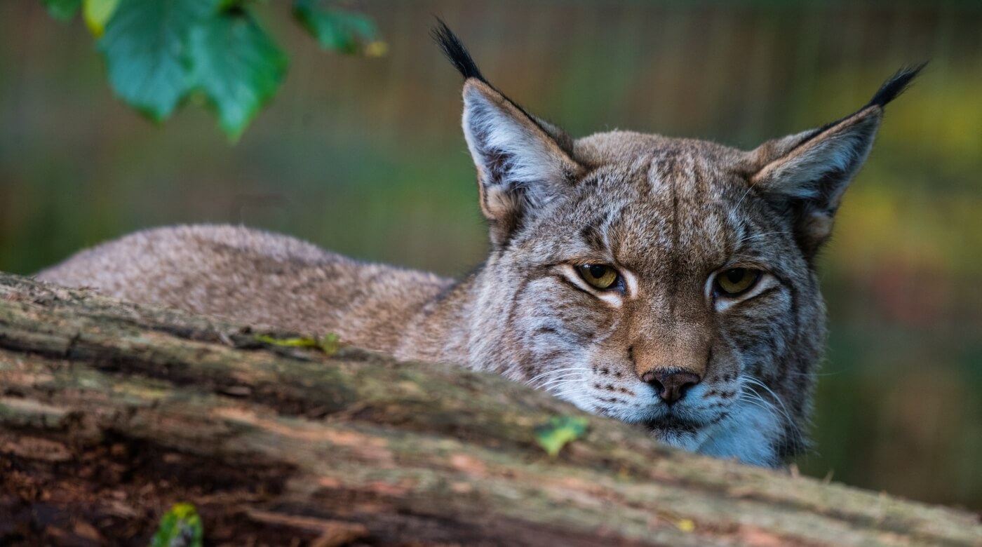 Luchs