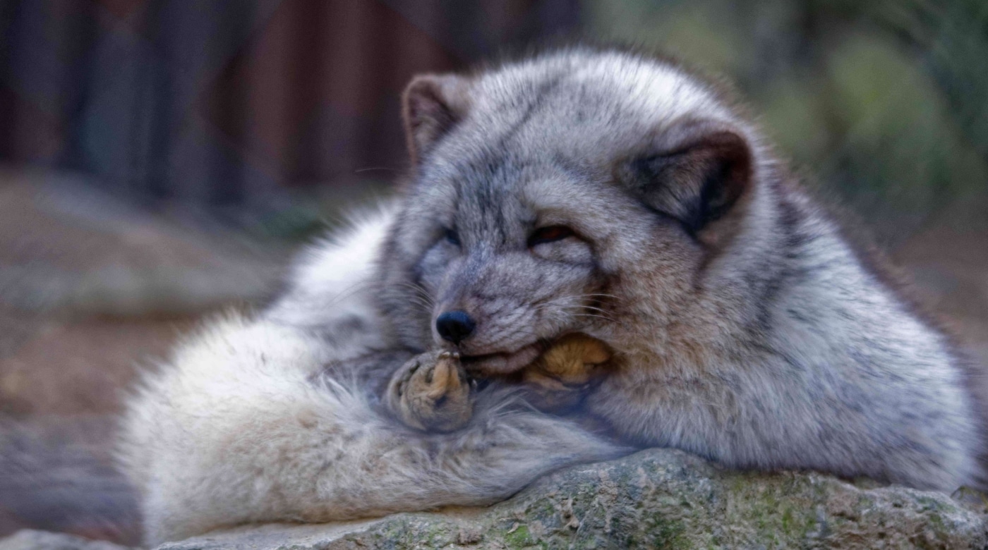 Eisfuchs Opel Zoo