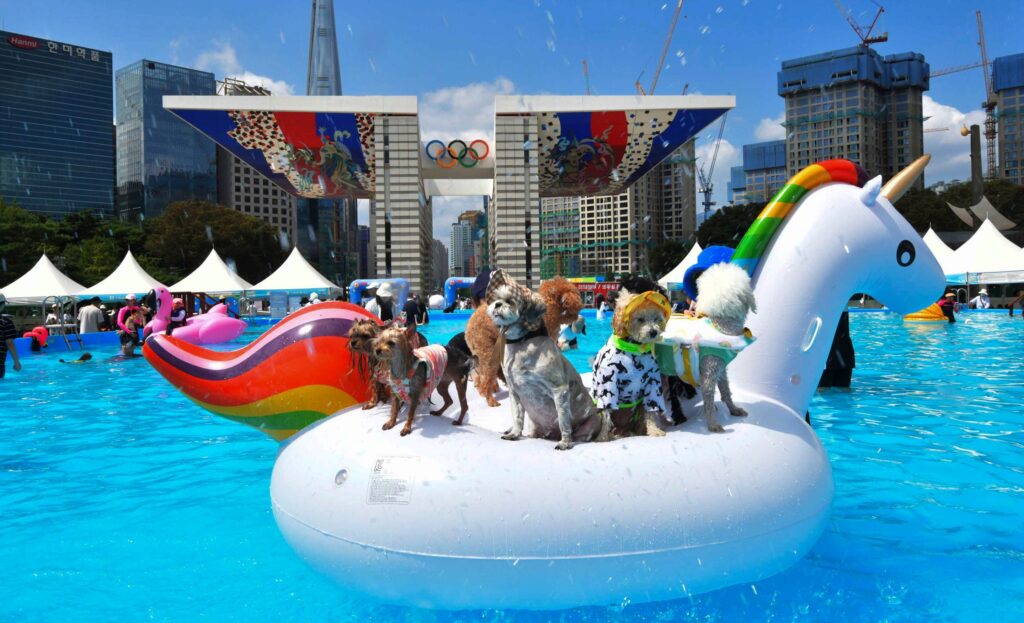Schwimmbad für Hunde