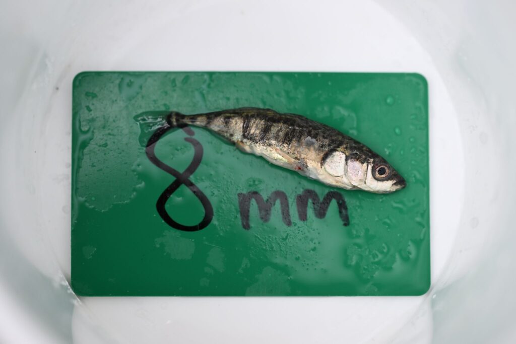 Fisch-Bestandsaufnahme im Bodensee