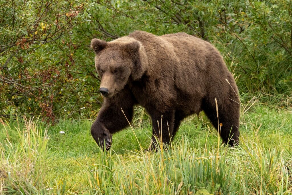«Fat Bear»-Wahl