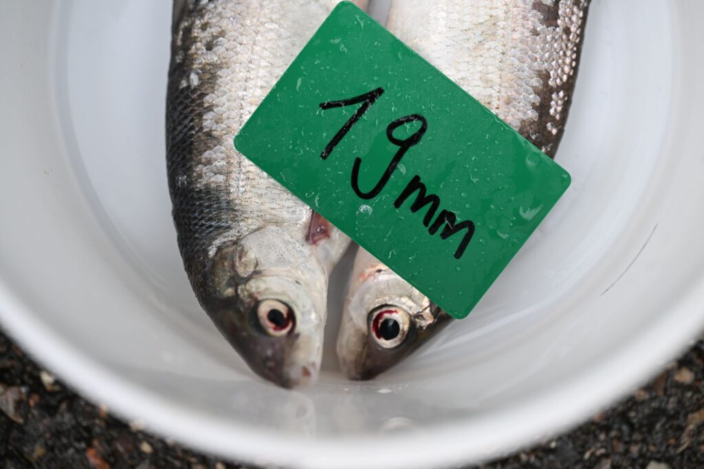 Fisch-Bestandsaufnahme im Bodensee