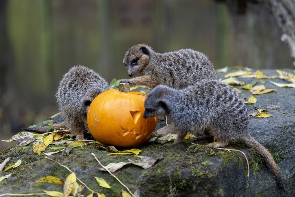 Erdmännchen