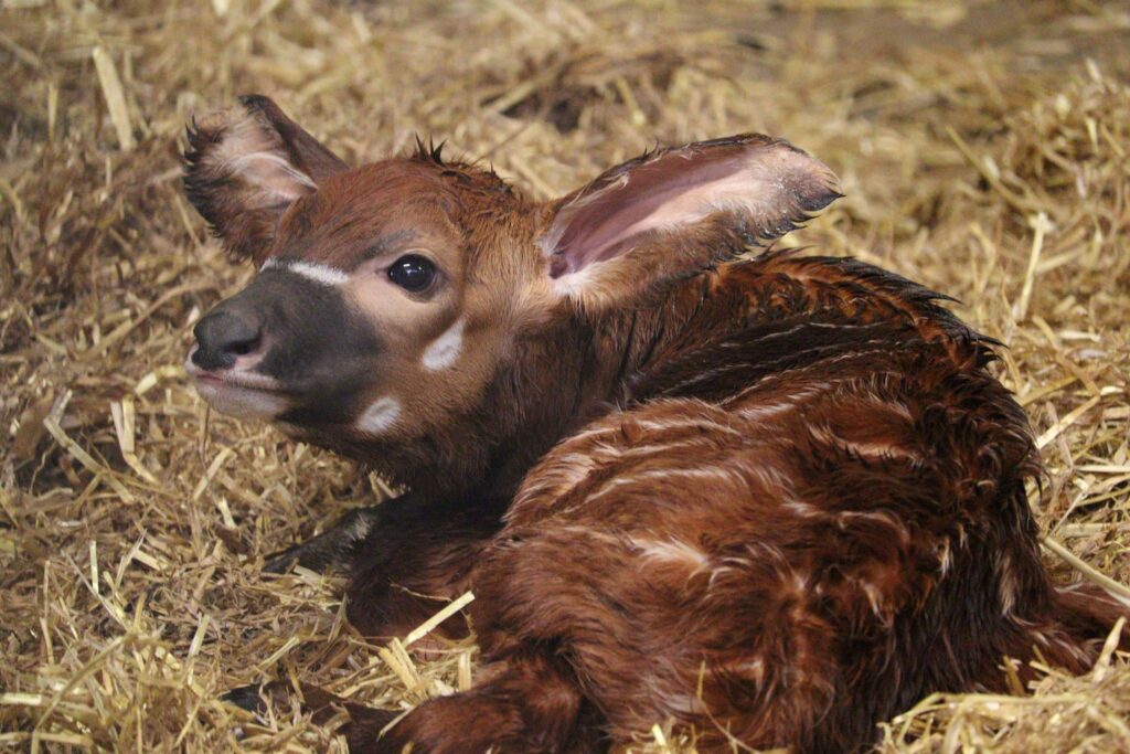Junges Bergbongo im Woburn Safari Park