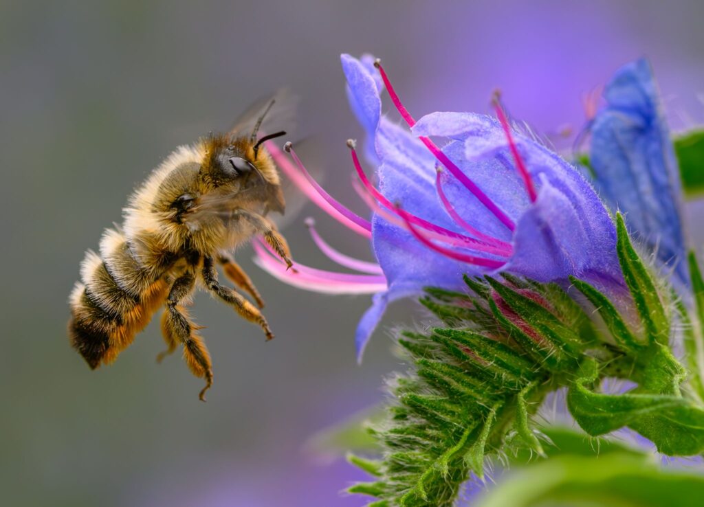 Bienen