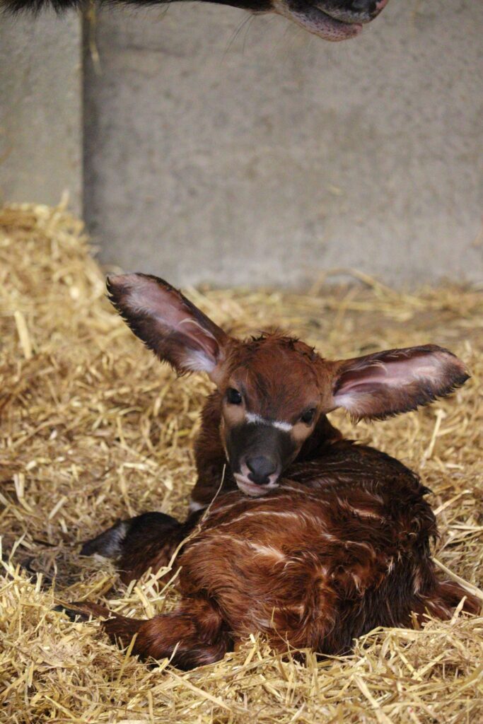 Junges Bergbongo im Woburn Safari Park
