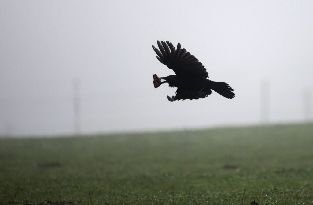 Krähe im Nebel