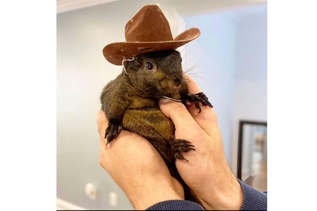 Eichhörnchen Peanut