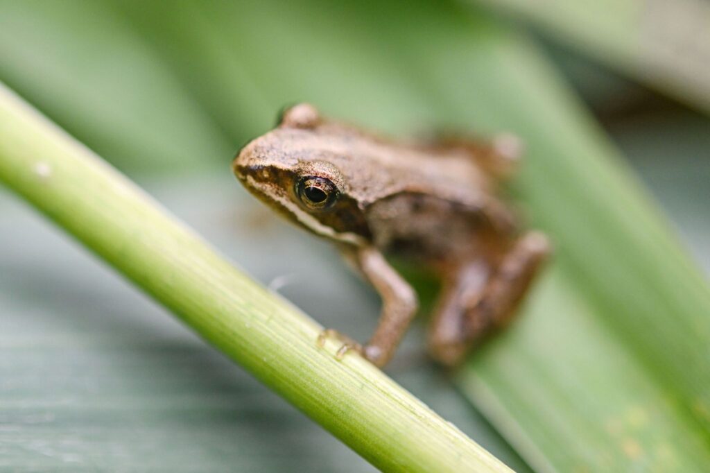 Moorfrosch