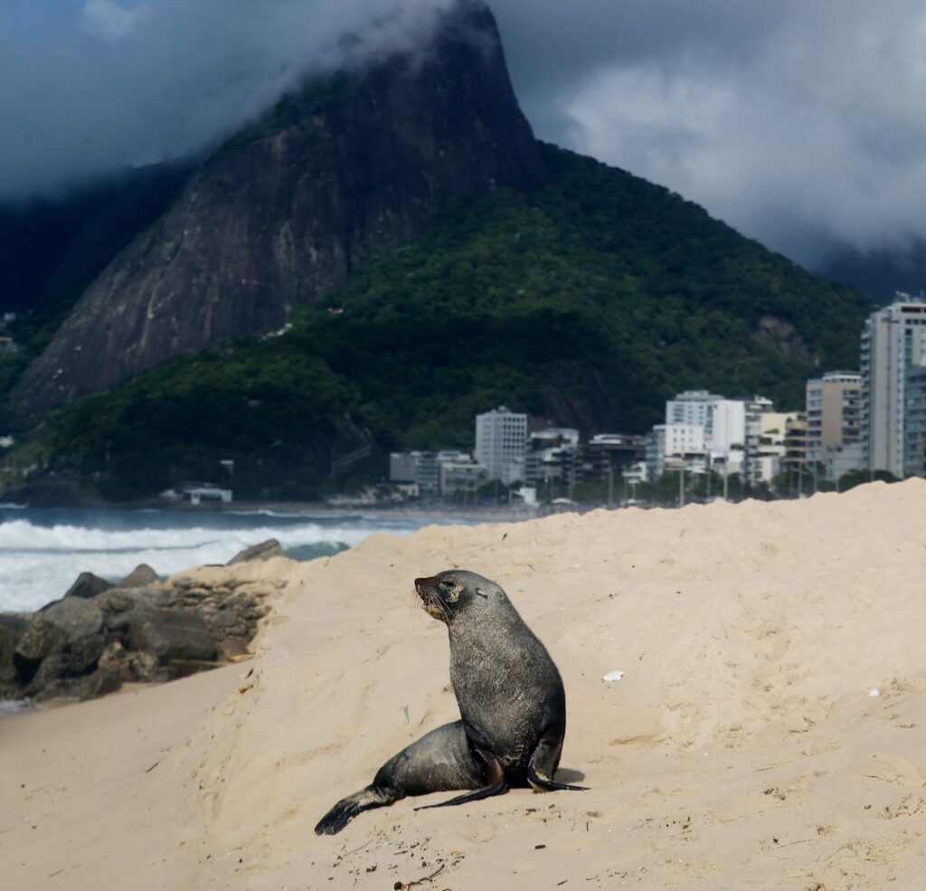 Ungewöhnlicher Besucher: Ein Seebär in Ipanema