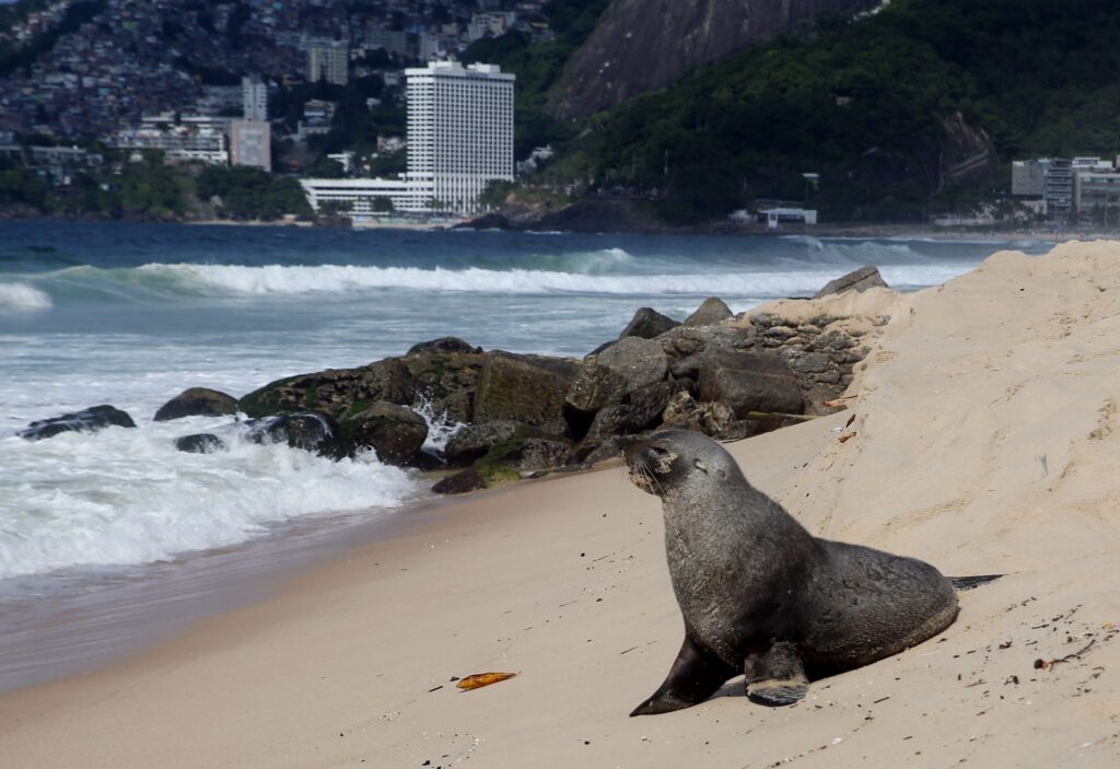 Ungewöhnlicher Besucher: Ein Seebär in Ipanema
