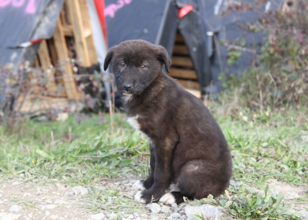 Tierliebe Türkei - Futterinitiativen für Straßenhunde