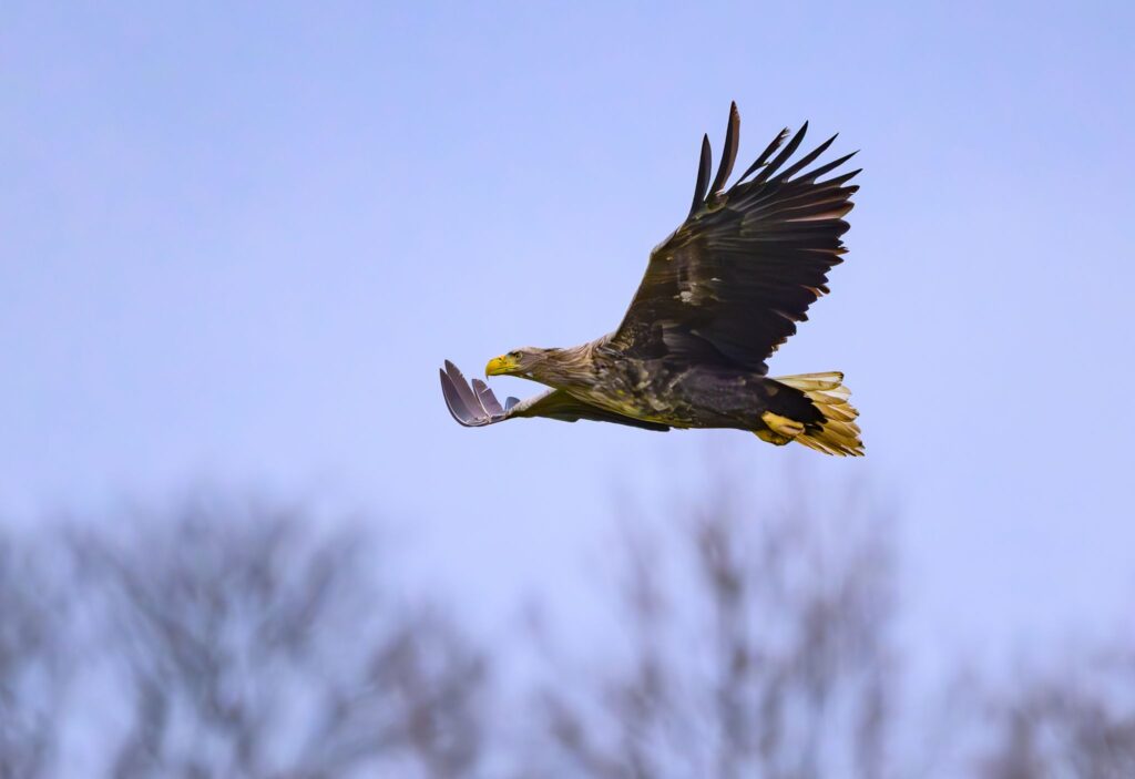 Seeadler in Brandenburg