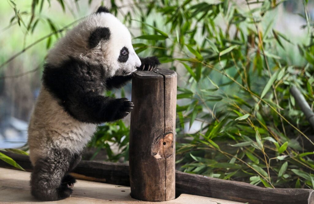 Zoo Berlin ist wieder geöffnet