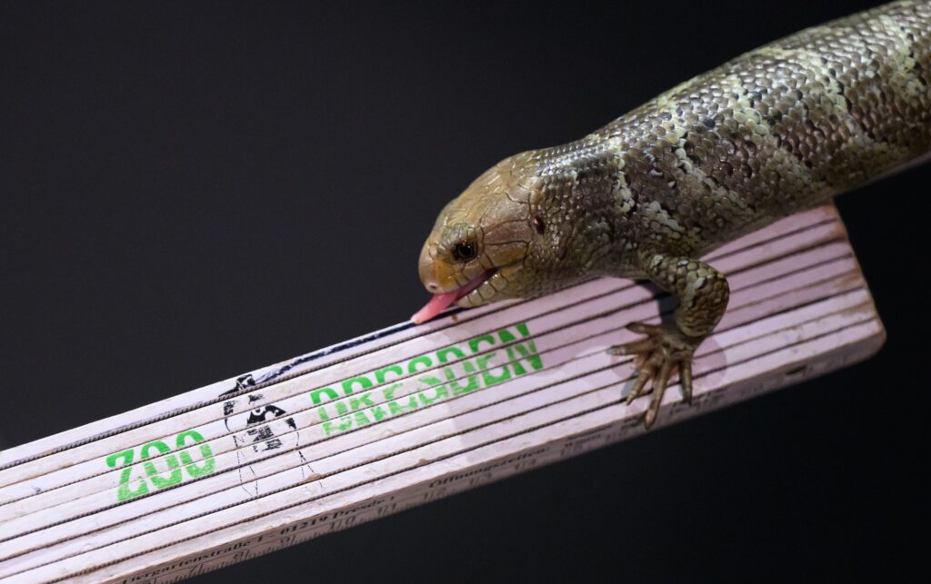 Wickelschwanzskink