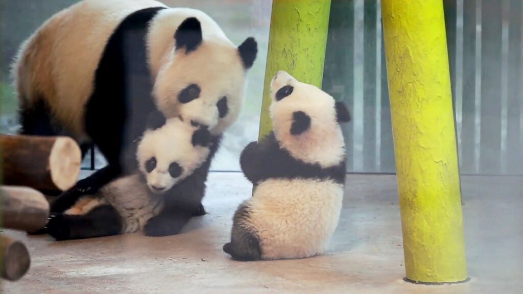 Pandas im Berliner Zoo
