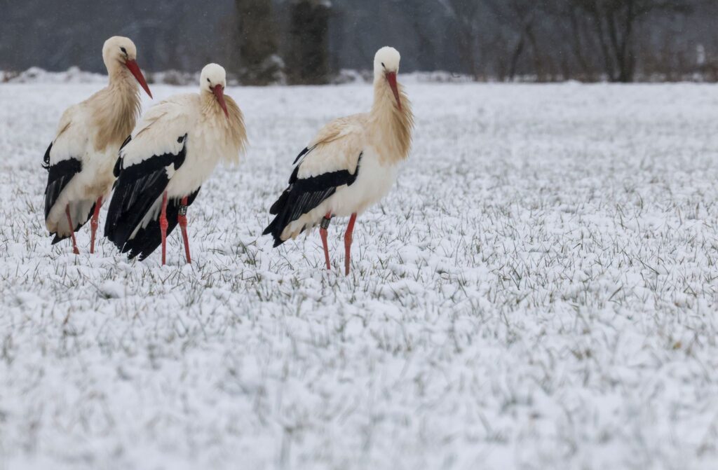 Störche im Schnee