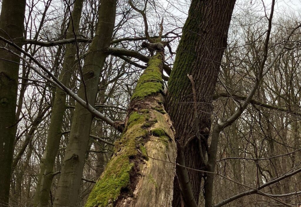 Hund auf Baum