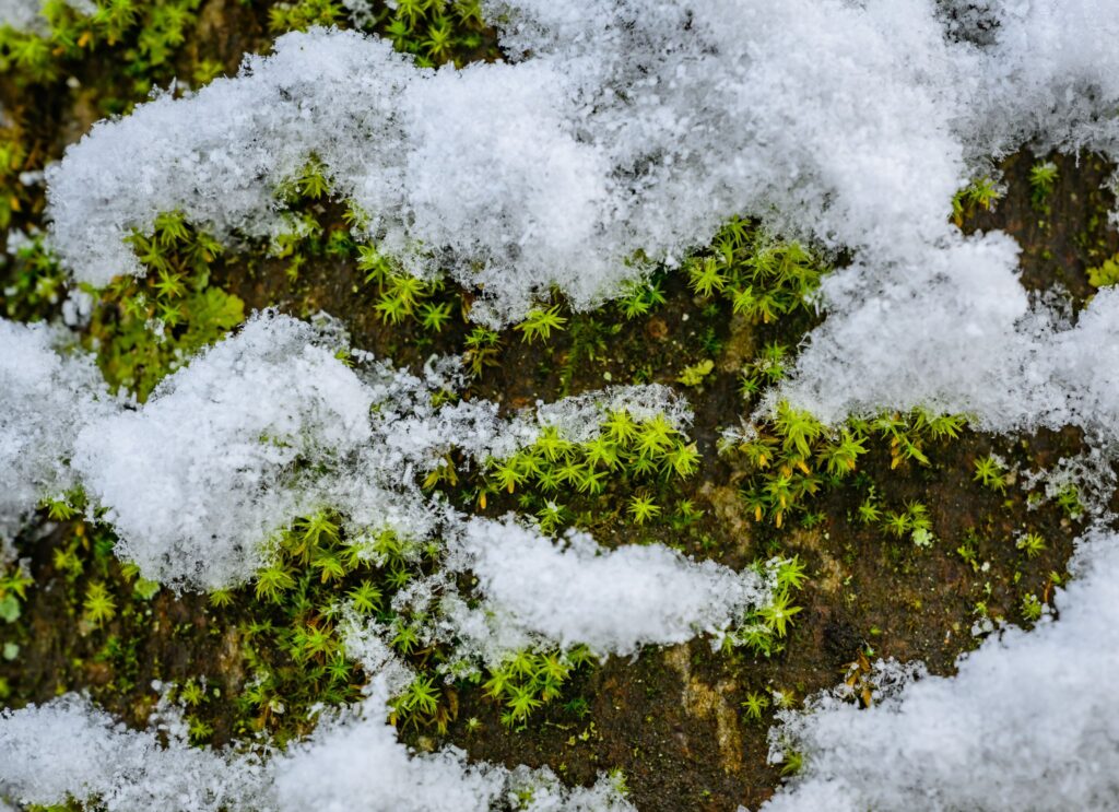 Winterwald