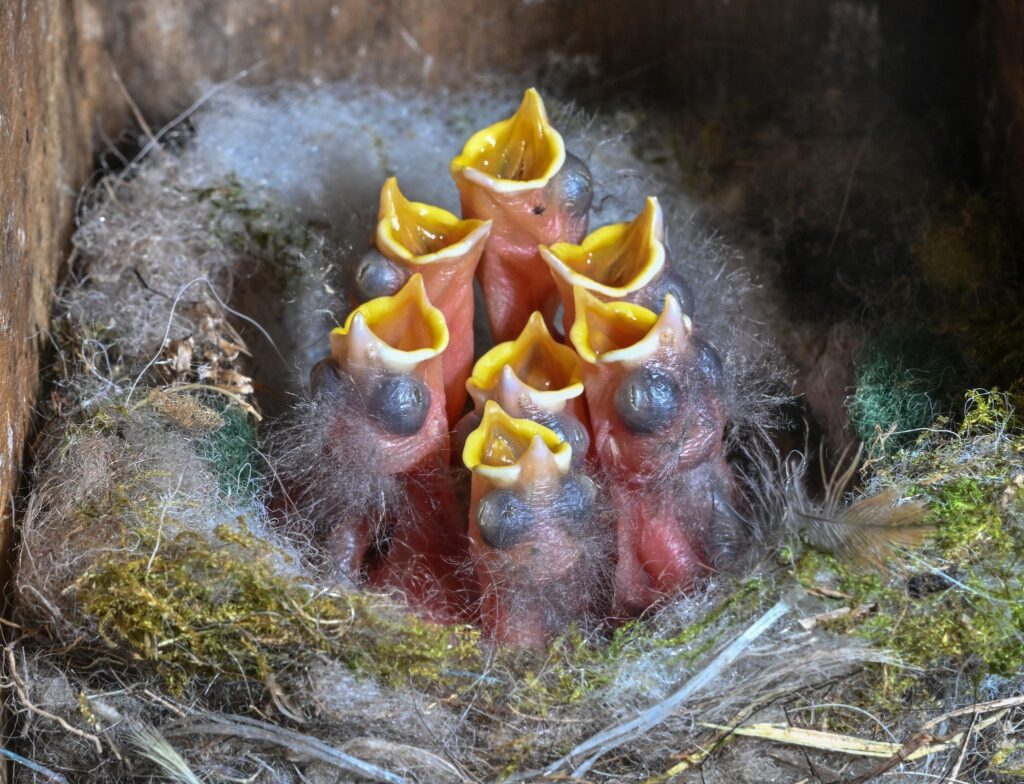 Nachwuchs im Vogelhaus