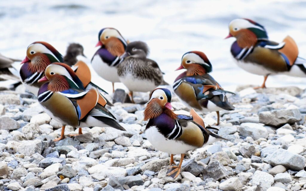 Mandarinenten in Japan