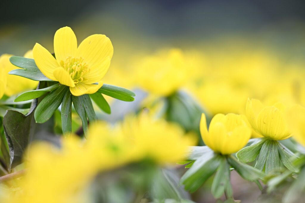 Erste Farbtupfer im Winter - Winterlinge