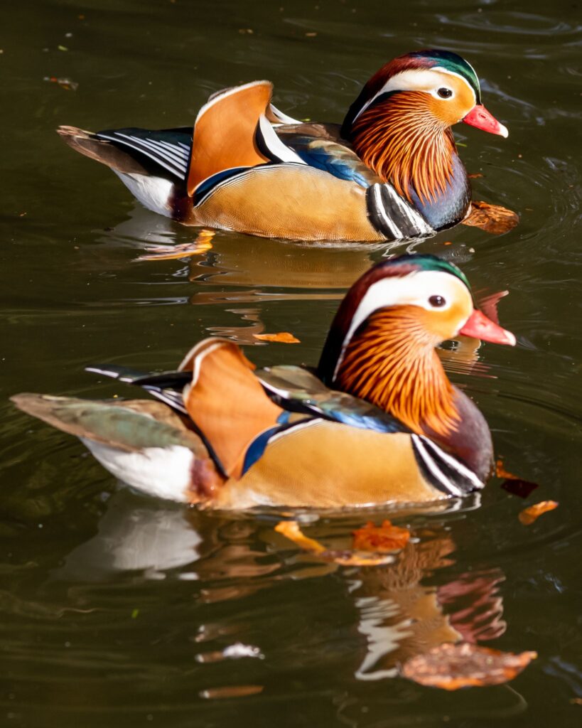 Mandarinente im See