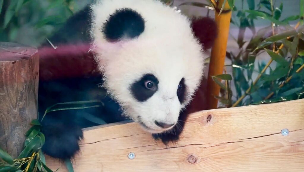 Pandas im Berliner Zoo