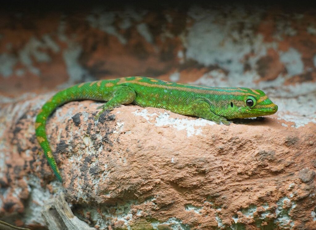 Mauritius-Taggecko