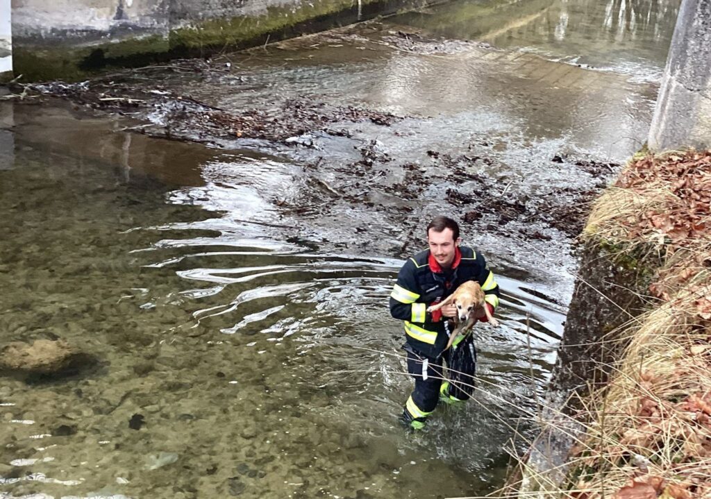 Feuerwehrmann rettet Hund