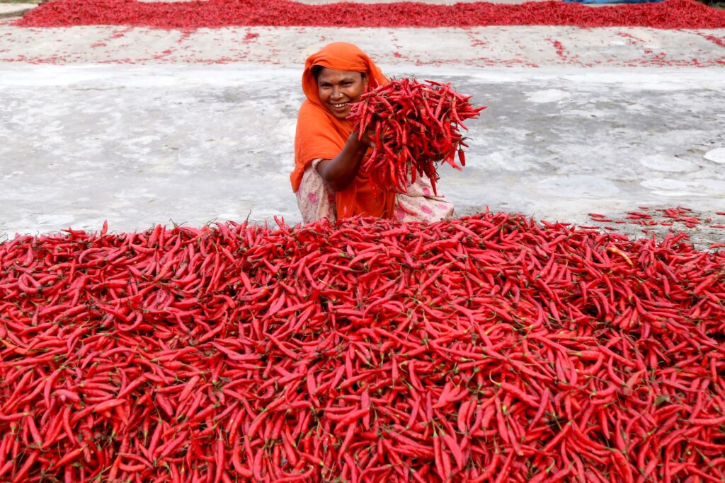 Ernte von roten Chilis in Bangladesch