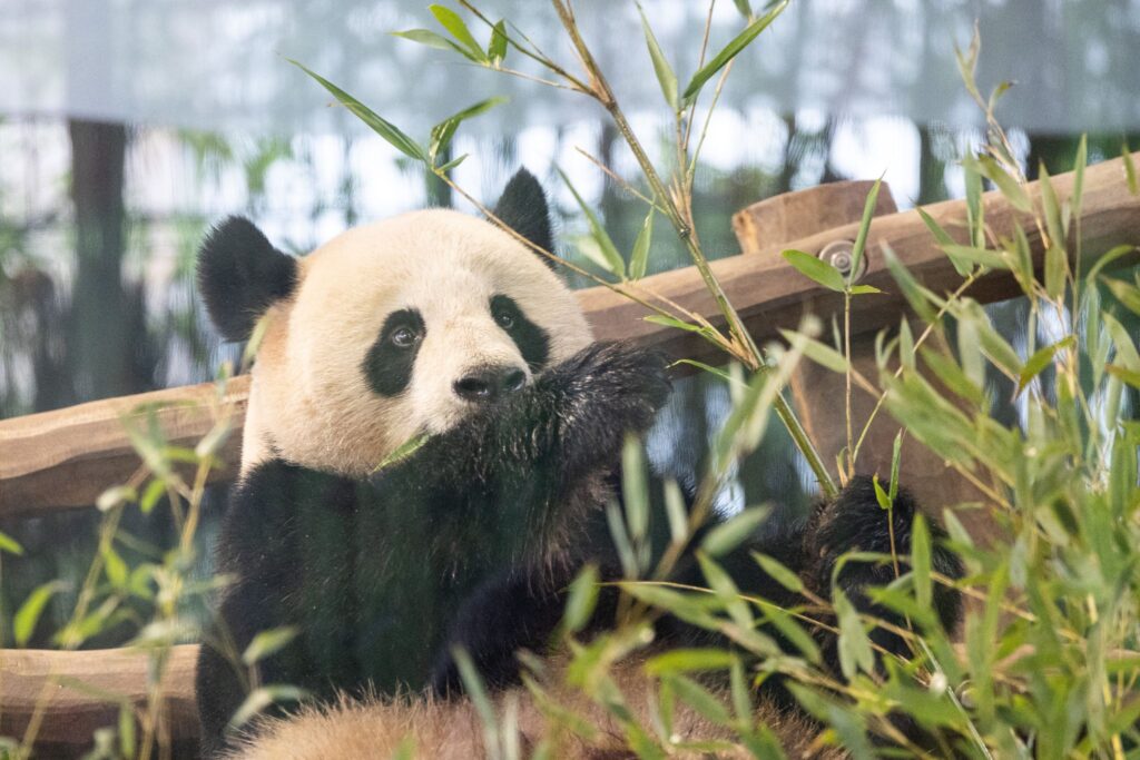 Pandas im Berliner Zoo