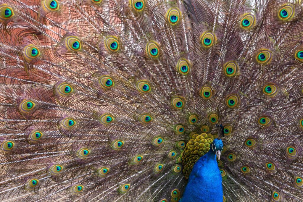 Pfau