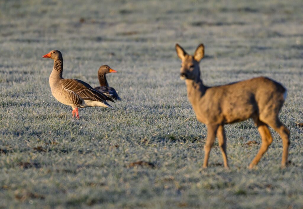 Gänse und Reh