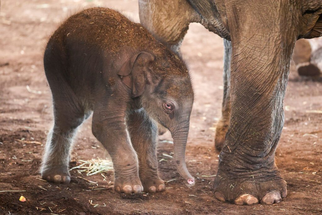 Kölner Zoo stellt Elefanten-Nachwuchs vor