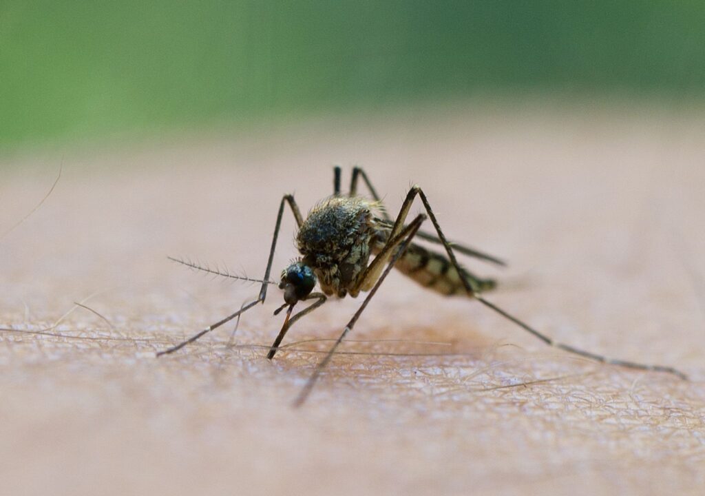 Mücke saugt Blut am Arm eines Mannes