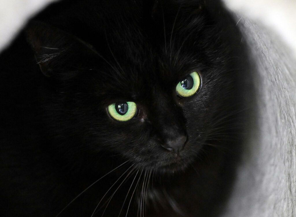 Fotoaktion «Schwarz bringt Glück»