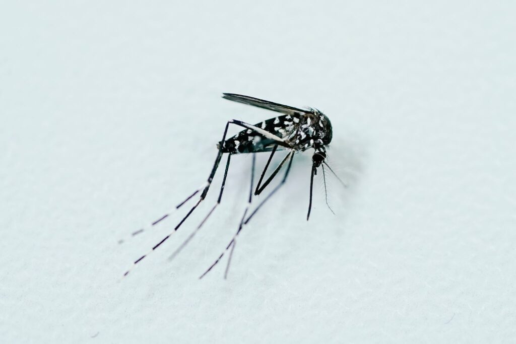 Asiatische Tigermücke