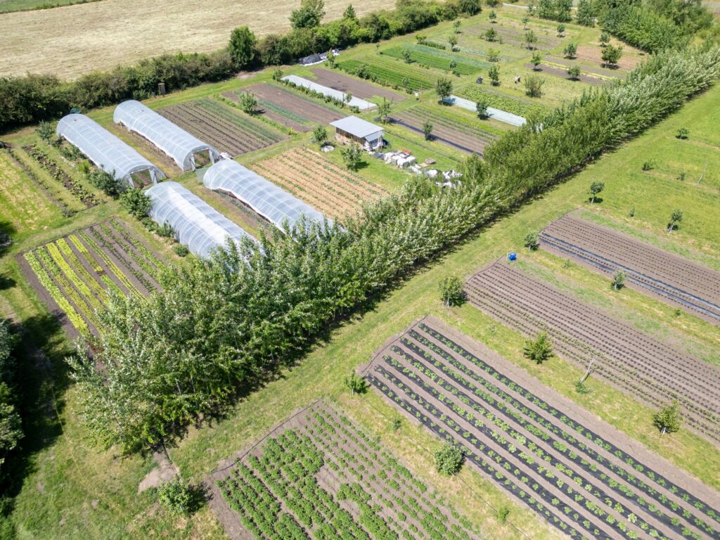 Agroforst – Mischung aus Bäumen und Kulturpflanzen