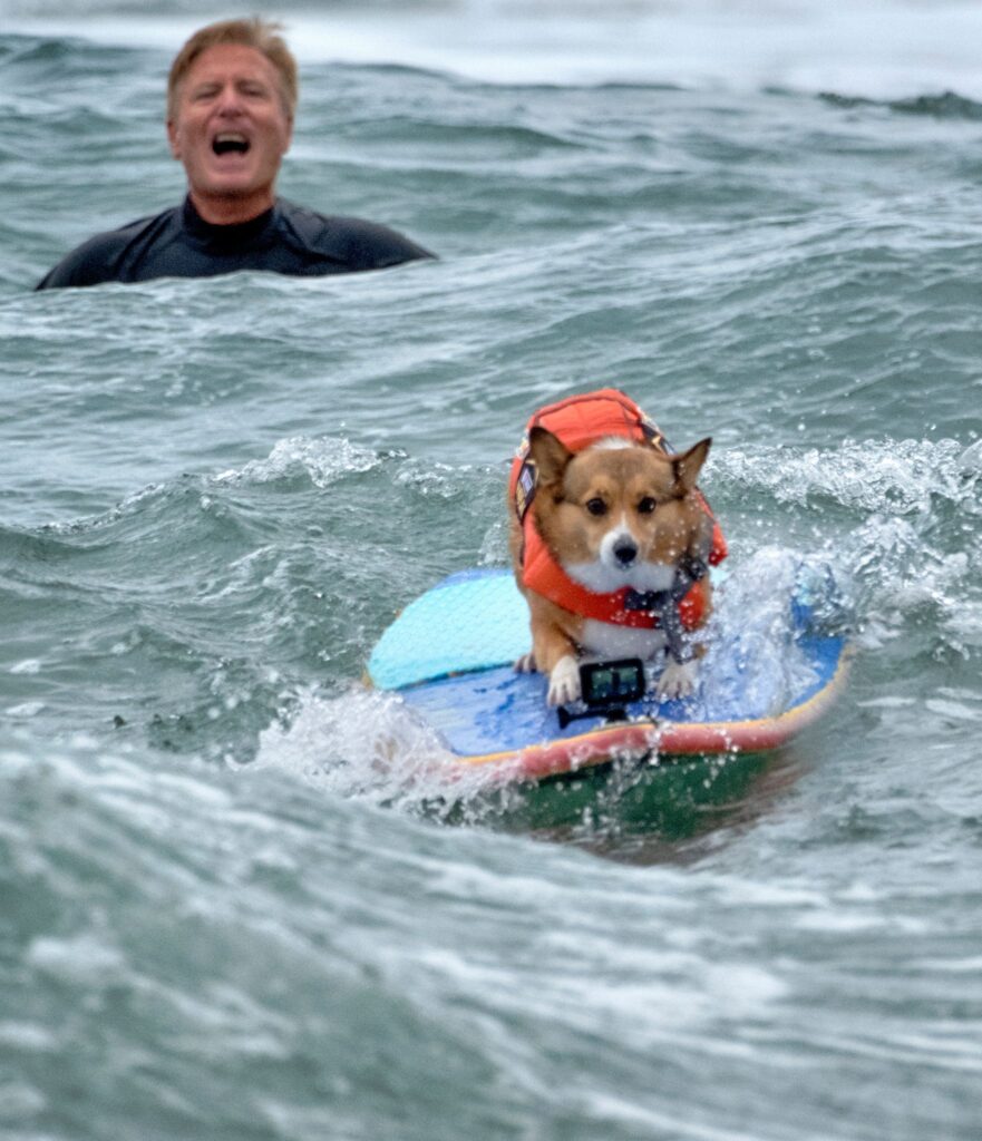 Surfmeisterschaft für Hunde