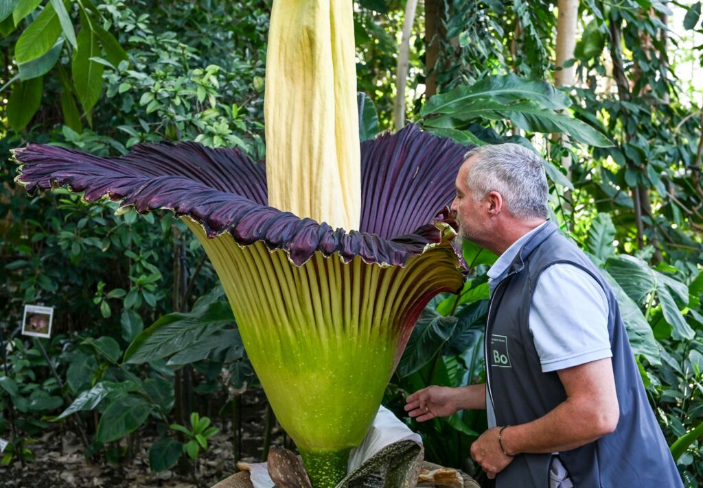 Riesige Titanenwurz blüht im Botanischen Garten in Berlin