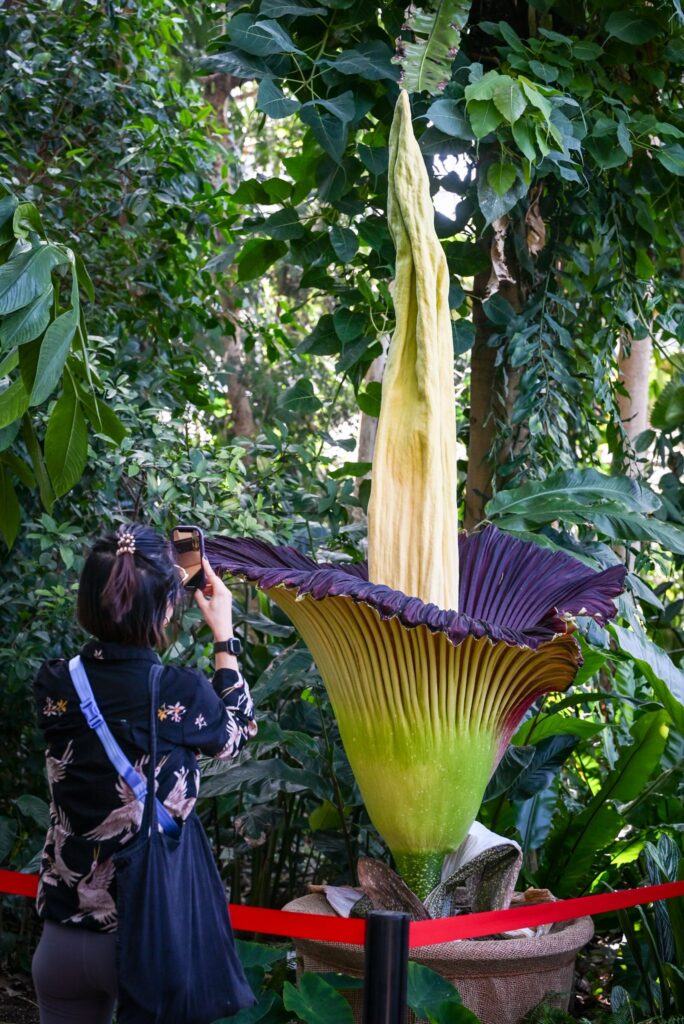 Riesige Titanenwurz blüht im Botanischen Garten in Berlin