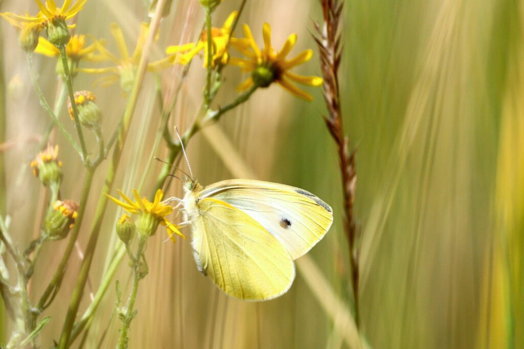 Schmetterling