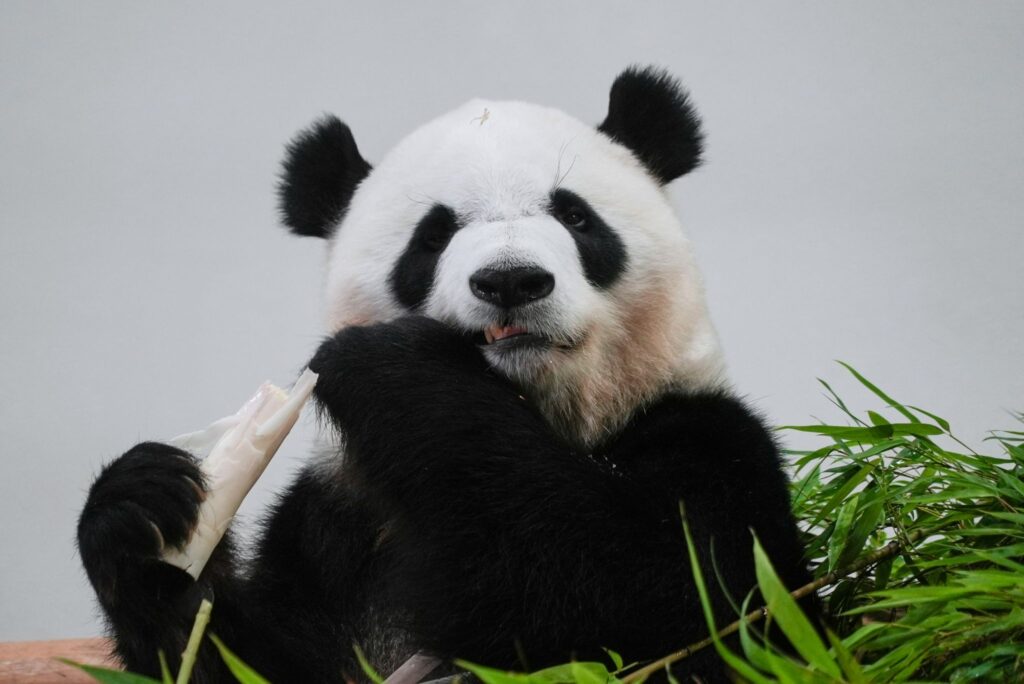 Abschied von Panda Saihin in Japan