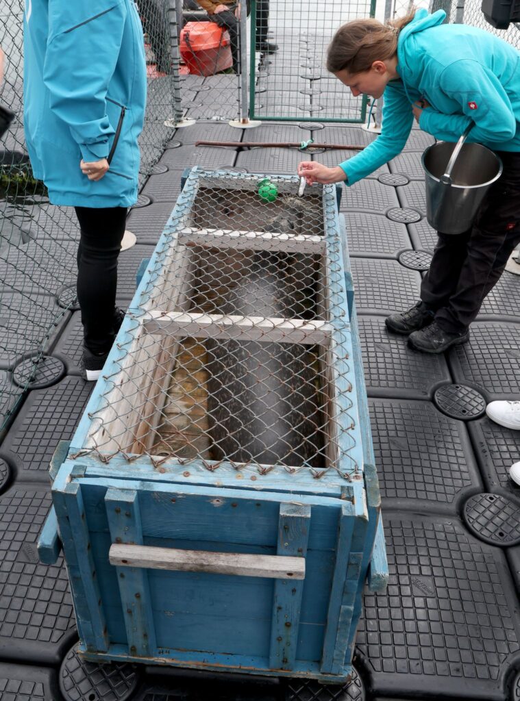 Rückreise der Rostocker Seehunde in den Zoo