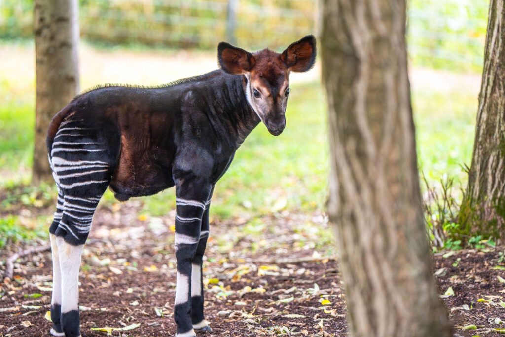 Okapi-Nachwuchs in der Wilhelma