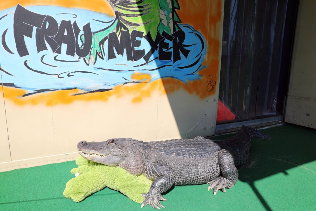 Alligator-Dame Frau Meyer im Gartenpool