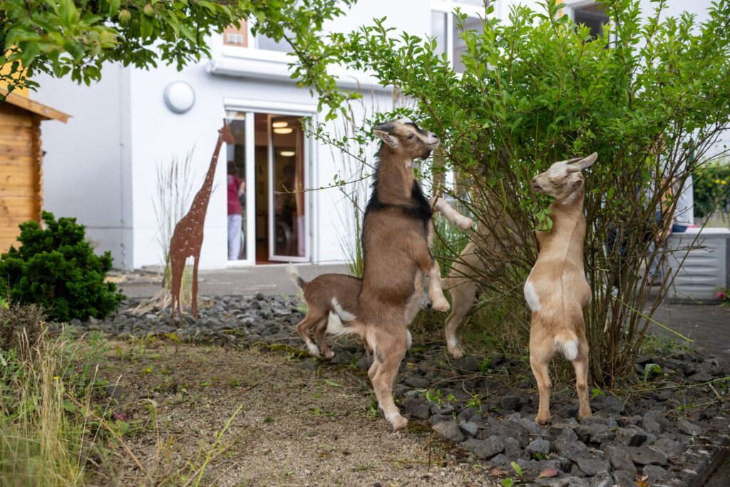 Tiere im Seniorenheim
