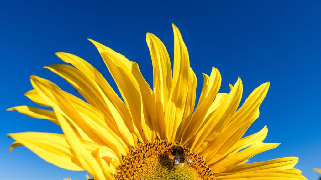 Sonnenblumen auf einem Feld