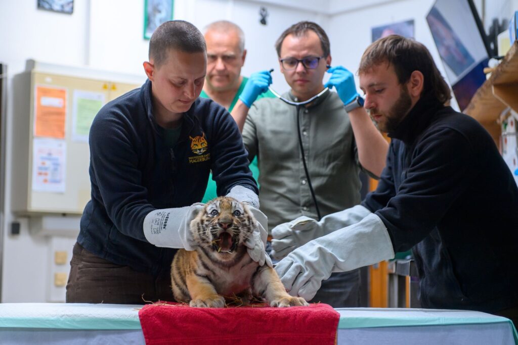 Sibirische Tiger-Vierlinge erhalten Impfung